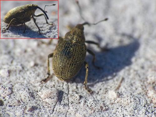 Réf. 298 671 : Ceutorhynchus napi